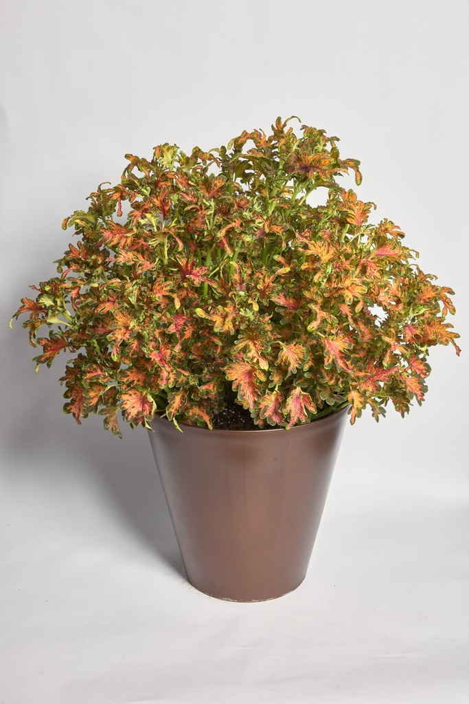 Колоча, Скарлет 50 шт драже (ЛАН)