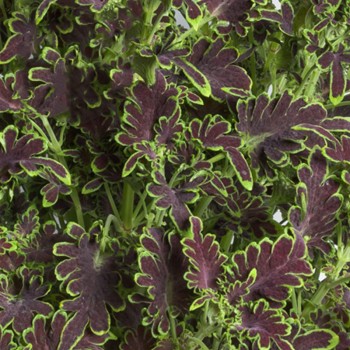 Колоча, Скарлет 50 шт драже (ЛАН) (копія)