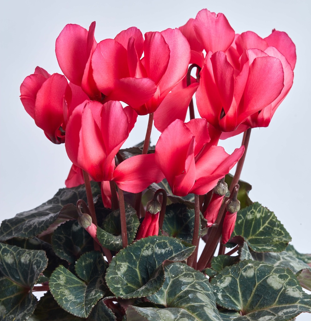 Цикламен Роза фон Целендорф 20 шт (ЛАН)