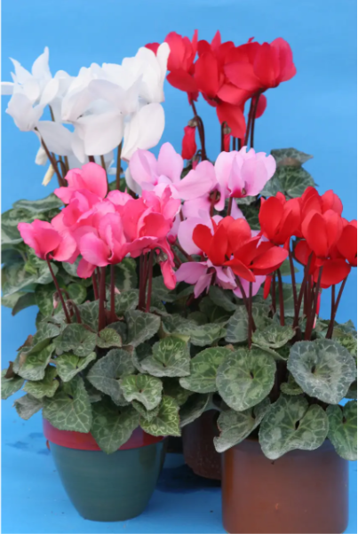 Цикламен Роза фон Целендорф 20 шт (ЛАН) (копія)