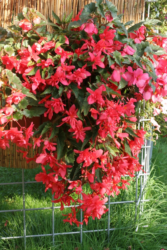 Шансон F1, Ванільно-жовта  50 шт (ЛАН) (копія)