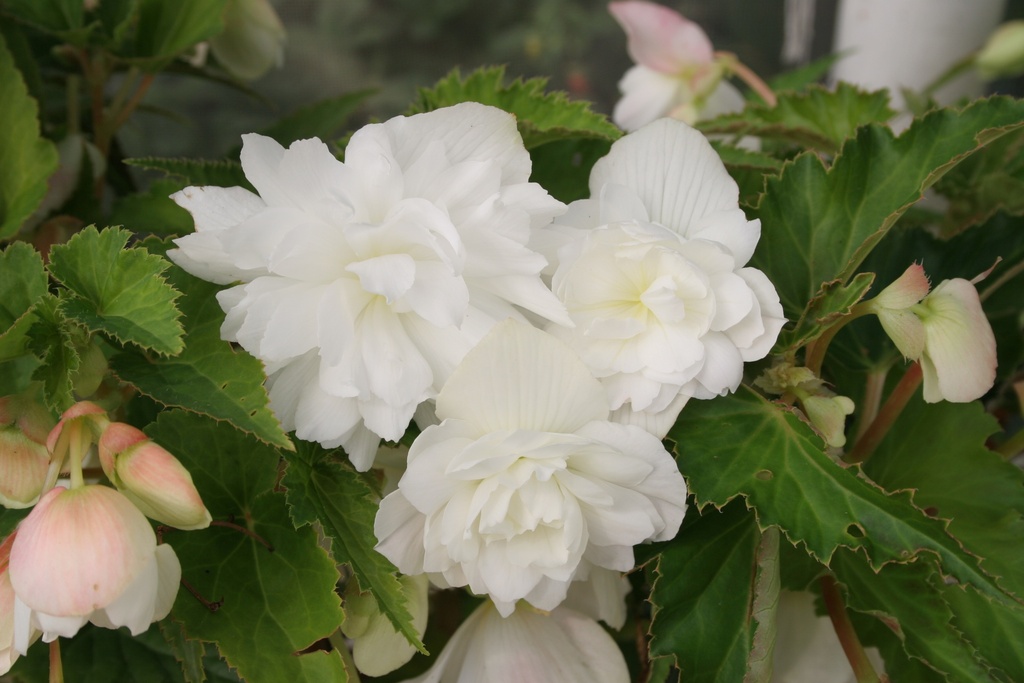 Шансон F1, Рожева  50 шт (ЛАН) (копія)