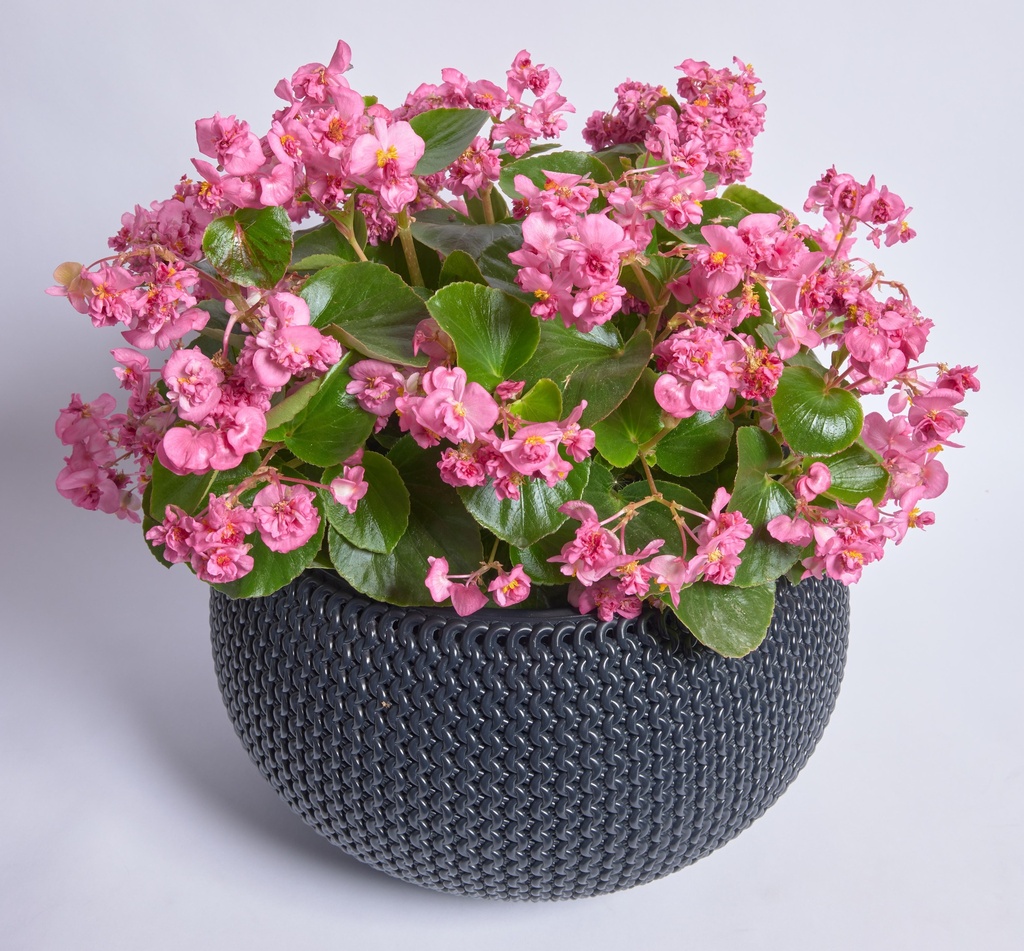 Фея F1, біла 50 шт (ЛАН) (копія)