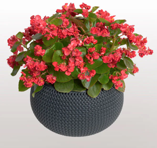 Фея F1, рожева 50 шт (ЛАН) (копія)