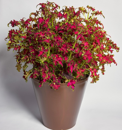 Колоча, Роуз 50 шт драже (ЛАН)