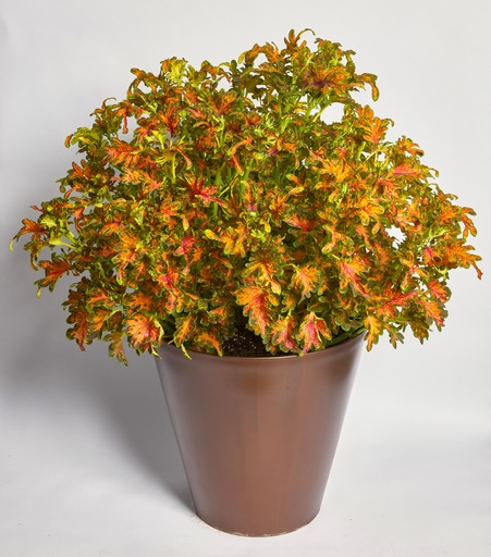 Колоча, Скарлет 50 шт драже (ЛАН)