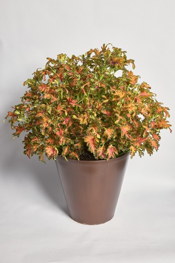 Колоча, Скарлет 50 шт драже (ЛАН)