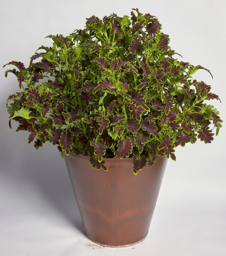 Колоча, Скарлет 50 шт драже (ЛАН) (копія)