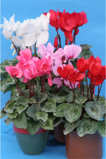 Цикламен перський, суміш 20 шт (ЛАН)