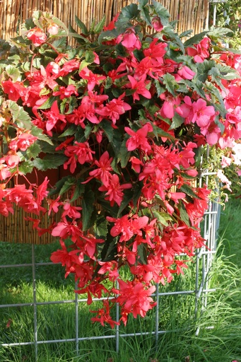 Шансон F1, Ванільно-жовта  50 шт (ЛАН) (копія)