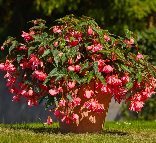 Шансон F1, Рожева  50 шт (ЛАН)