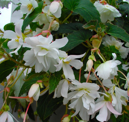 Шансон F1, Рожева  50 шт (ЛАН) (копія)